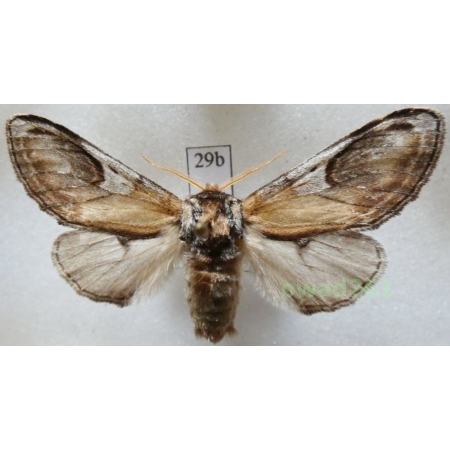 Notodonta ziczac (Linnaeus, 1758) male Czech29b